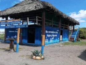 Roban cocodrilo fosilizado en museo comunitario de Mazatán, Chiapas