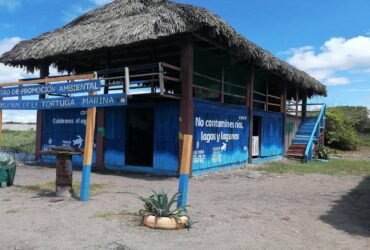 Roban cocodrilo fosilizado en museo comunitario de Mazatán, Chiapas