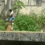 Hombre muere tras ingresar al recinto de leona en zoológico de Brasil