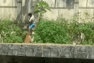 Hombre muere tras ingresar al recinto de leona en zoológico de Brasil