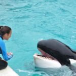 Fallece Kshamenk, la orca símbolo de conservación en Argentina