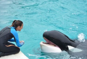 Fallece Kshamenk, la orca símbolo de conservación en Argentina