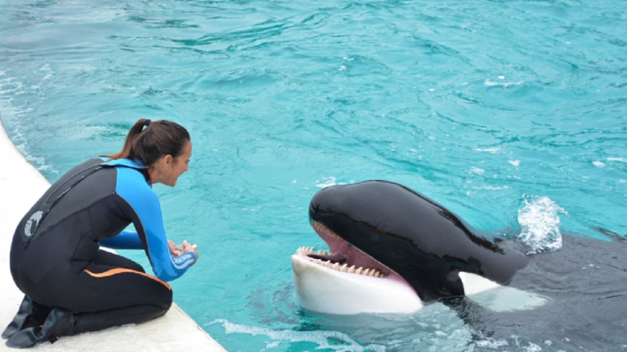 Fallece Kshamenk, la orca símbolo de conservación en Argentina