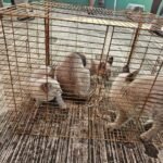 Esterilizan a más de 7 mil mascotas en campaña gratuita en Tamaulipas