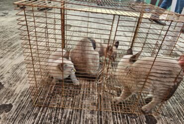 Esterilizan a más de 7 mil mascotas en campaña gratuita en Tamaulipas