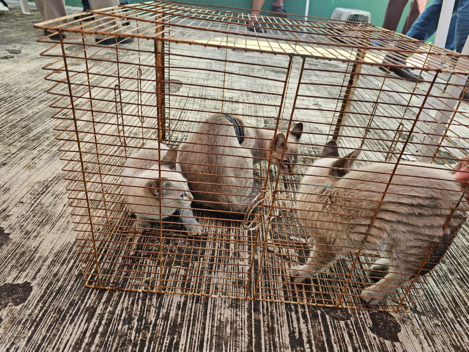 Esterilizan a más de 7 mil mascotas en campaña gratuita en Tamaulipas