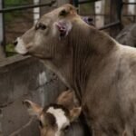 Confirman tercer caso de gusano barrenador en Tamaulipas