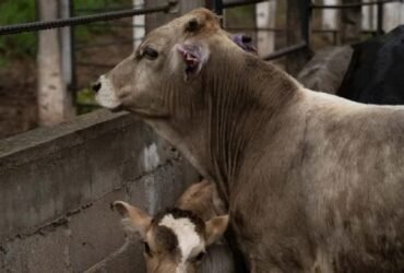 Confirman tercer caso de gusano barrenador en Tamaulipas