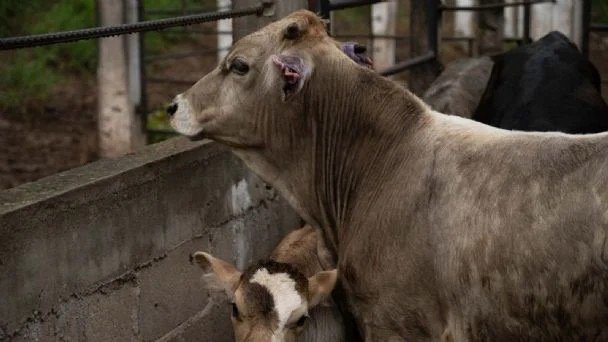 Confirman tercer caso de gusano barrenador en Tamaulipas