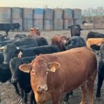 Confirman 16 casos de gusano barrenador en Tamaulipas