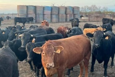 Confirman 16 casos de gusano barrenador en Tamaulipas