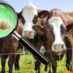 Altamira implementa cerco sanitario contra gusano barrenador