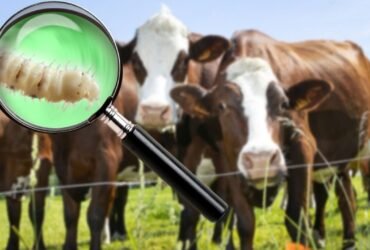 Altamira implementa cerco sanitario contra gusano barrenador