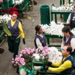 Colombia exporta 330 millones de flores a EE UU por Día de la Madre