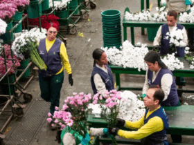 Colombia exporta 330 millones de flores a EE UU por Día de la Madre