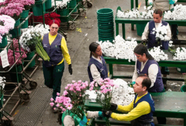 Colombia exporta 330 millones de flores a EE UU por Día de la Madre