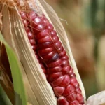 Sheinbaum acuerda precio justo para productores de maíz blanco