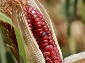 Sheinbaum acuerda precio justo para productores de maíz blanco