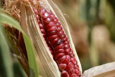 Sheinbaum acuerda precio justo para productores de maíz blanco