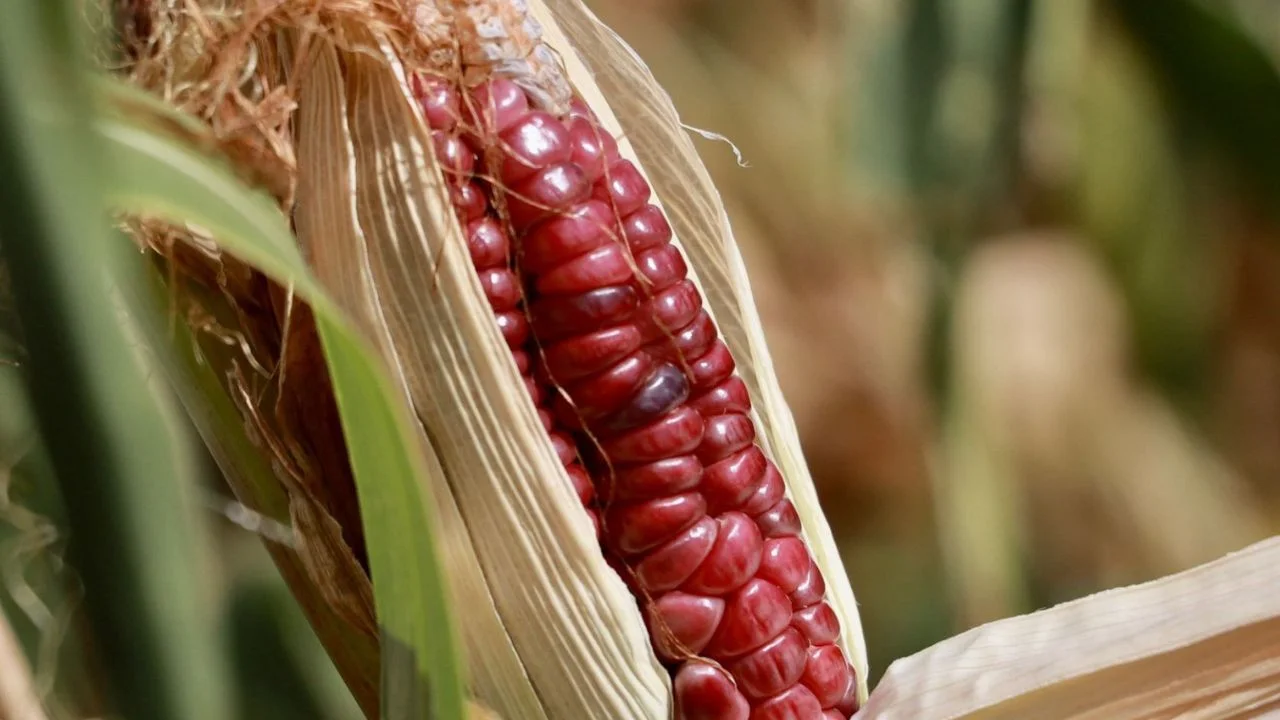 Sheinbaum acuerda precio justo para productores de maíz blanco