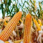 Sheinbaum impulsa acuerdo para regular producción de maíz blanco