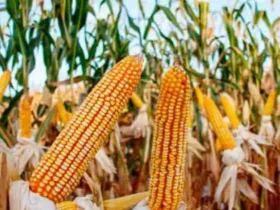 Sheinbaum impulsa acuerdo para regular producción de maíz blanco