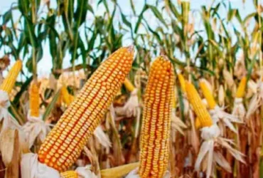 Sheinbaum impulsa acuerdo para regular producción de maíz blanco