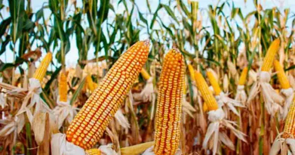 Sheinbaum impulsa acuerdo para regular producción de maíz blanco