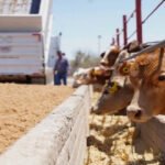 Tamaulipas reactivará exportación de ganado a EE UU vía Coahuila