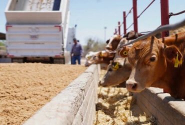 Tamaulipas reactivará exportación de ganado a EE UU vía Coahuila