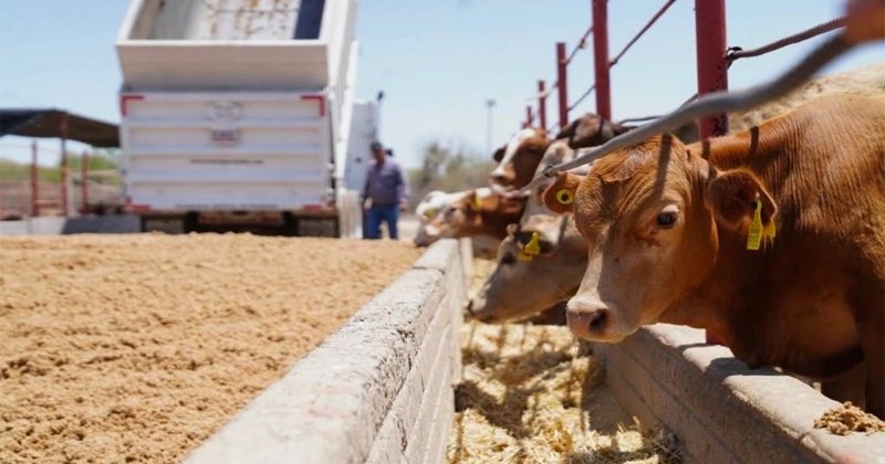 Tamaulipas reactivará exportación de ganado a EE UU vía Coahuila