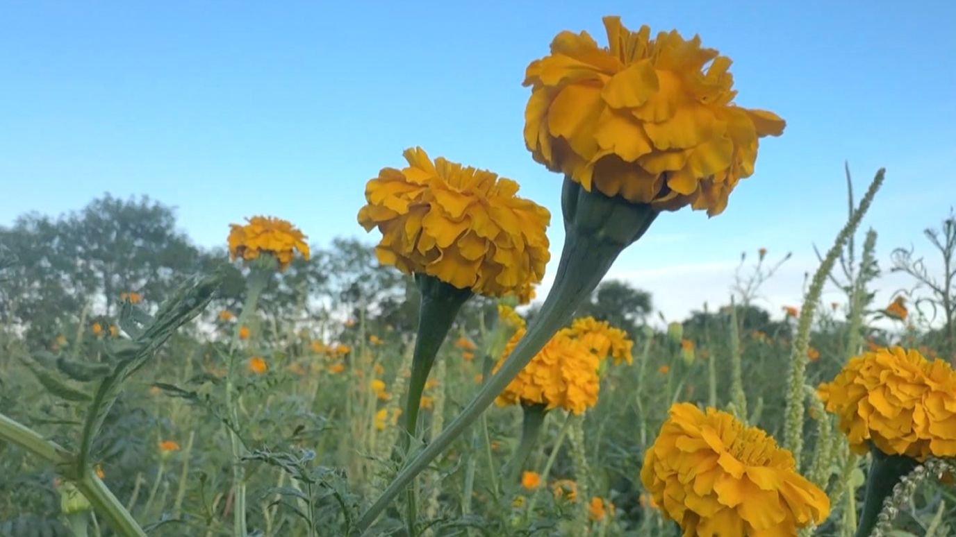 Florece campo de cempasúchil en Ciudad Victoria para Día de Muertos