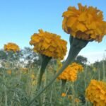 Florece campo de cempasúchil para Día de Muertos en Tamaulipas