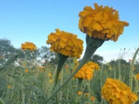 Florece campo de cempasúchil para Día de Muertos en Tamaulipas