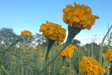 Florece campo de cempasúchil para Día de Muertos en Tamaulipas
